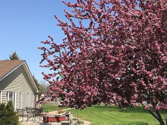 Front yard crabapple. 