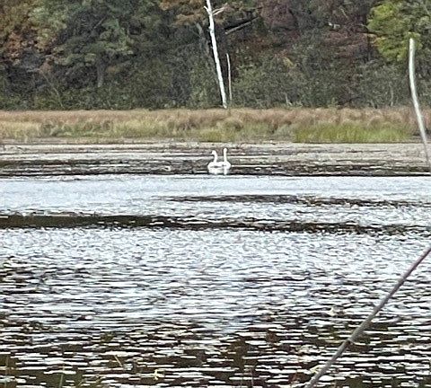 3rd image of .72 Acres Loon Lake Rd