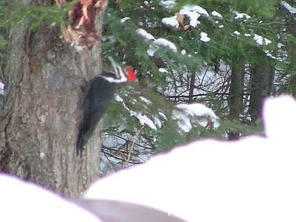A winter visitor
						:
						This pilliated woodpecker and his mate frequently visit our feeders.