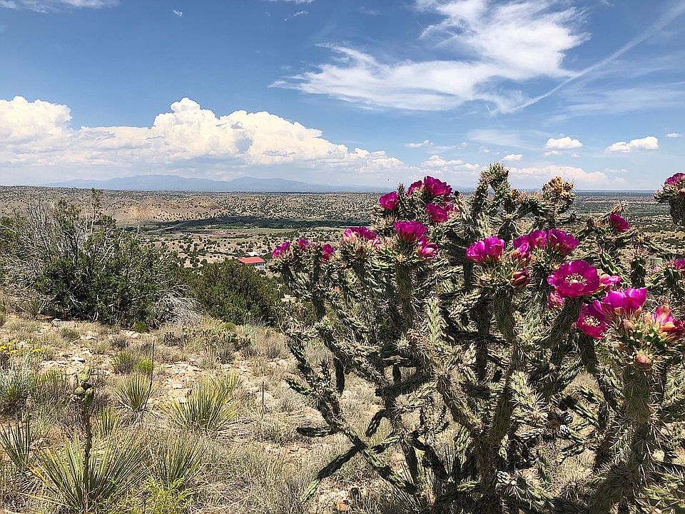 Loads of mature cholla,     
native juniper and wild flowers