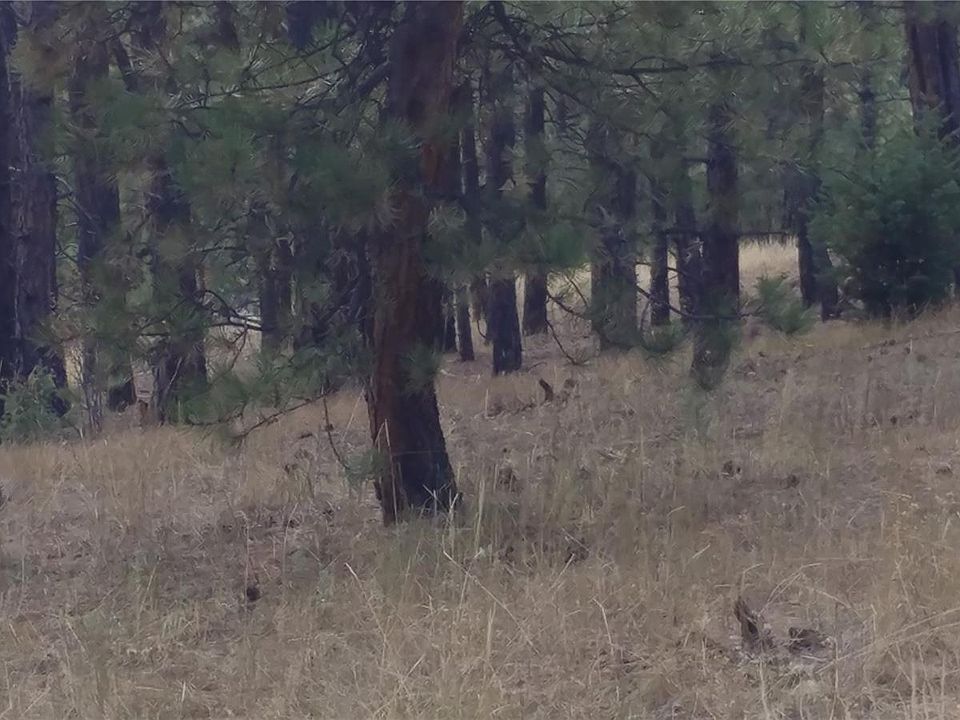 1st image of 5307 Mountain Vista Ln
