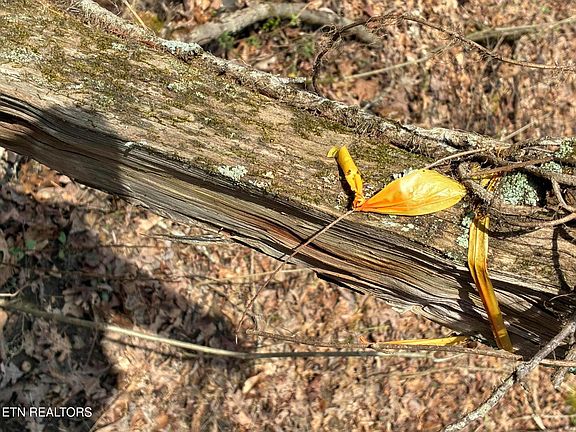 5th image of 0 Alex Bales Rd Lot 1