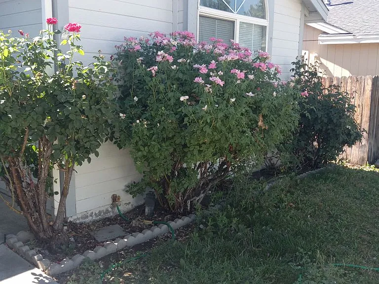 546 Rawe Peak Dr — Photo 2