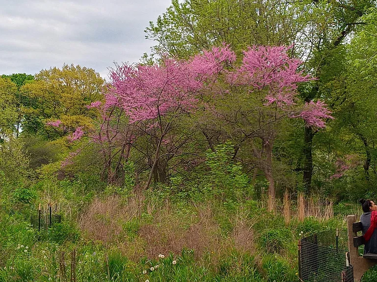 Trees and pathway to the Bird Sanctuary at the lakefront, right across the street