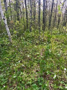 300th Ave, Mora, MN, 55051