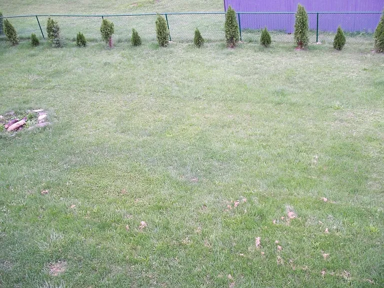 Fenced yard