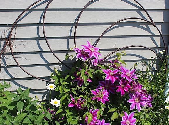 Spring Flowers!