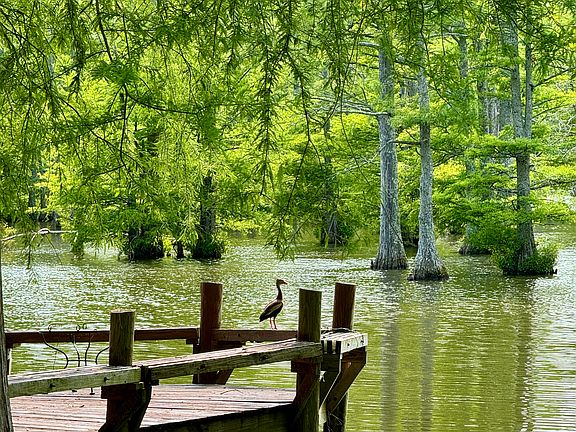 In the backyard near the dock looking at the wild black-bellied whistling duck.