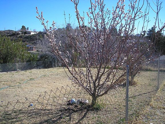 fenced back yard, apricot tree (yum)