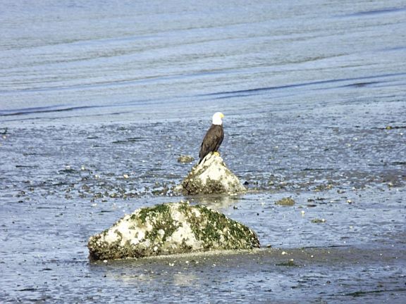 Beautiful bald eagles can be seen from your windows