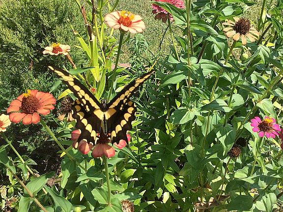 Lots of butterflies 