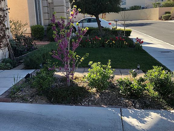 Spring Tulips and Red Bud 