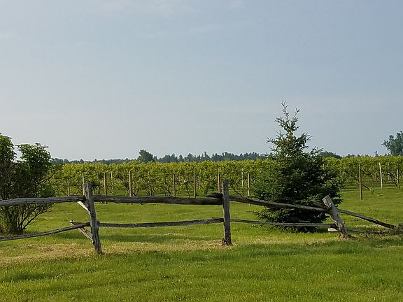 vineyard