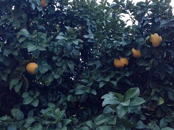 Mature fruit trees produce delicious citrus