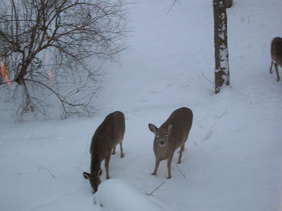 Back yard friends