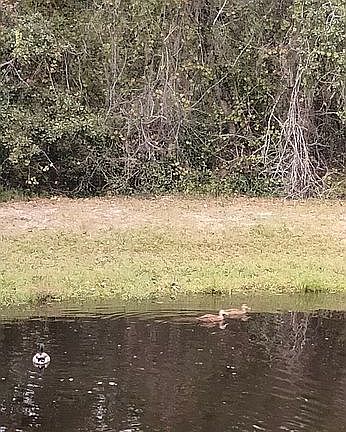 Ducks in pond next to house