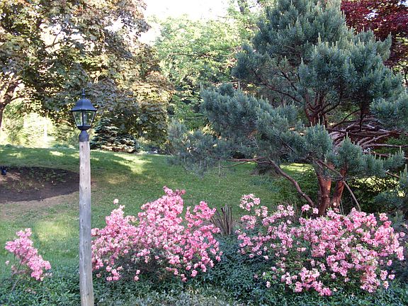 front yard in spring
