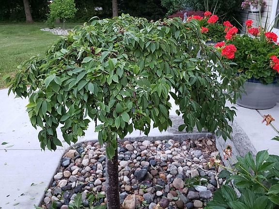 2nd image of 33790 Steadman Rd