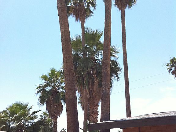 Beautiful Mature Palms