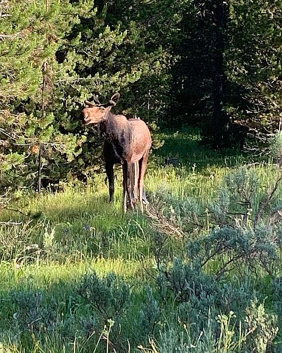 2nd image of 3803 Totem Rd