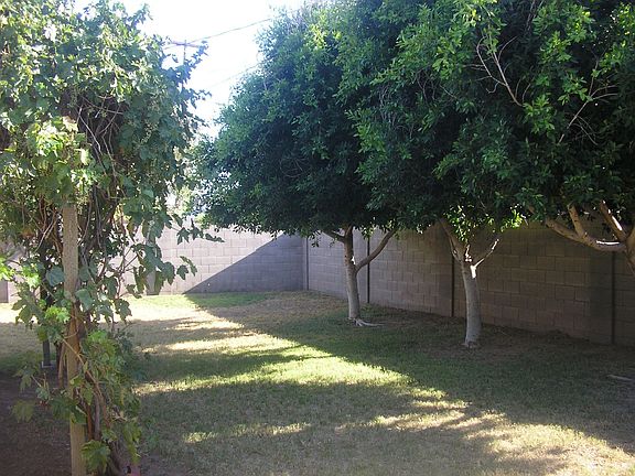 More Huge Shade Trees!
