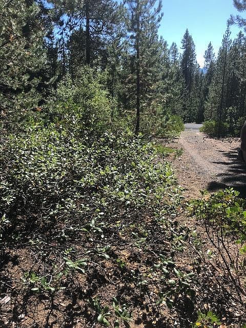 2nd image of 7 Red Cone Dr