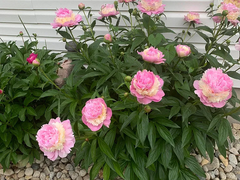 peony bush outside dining room windows