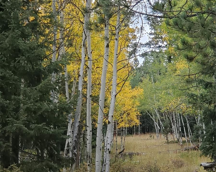 0 N Rampart Range Rd, Sedalia, CO 80135 MLS 2941321 Zillow