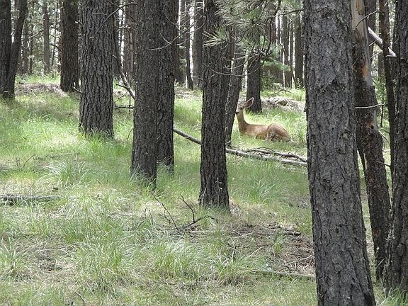 3rd image of Lot 41 Vail Ave
