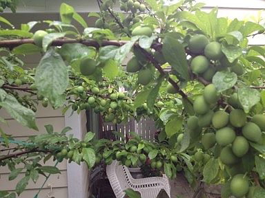 Summer Fruit