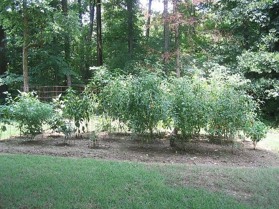 Picture of 2007's garden in this "Eden" in the middle of town.