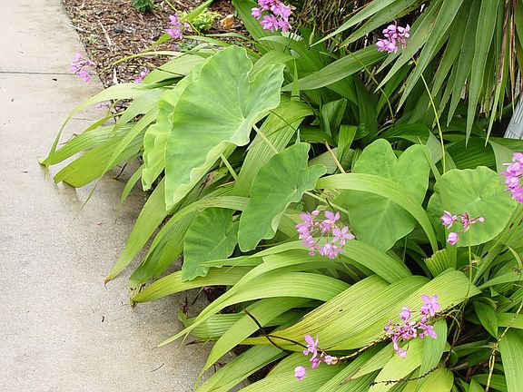 Establish Plantings