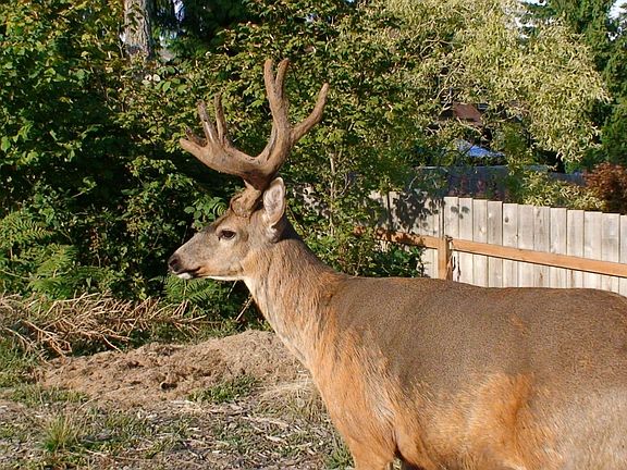 9-point Buck in Back Yard