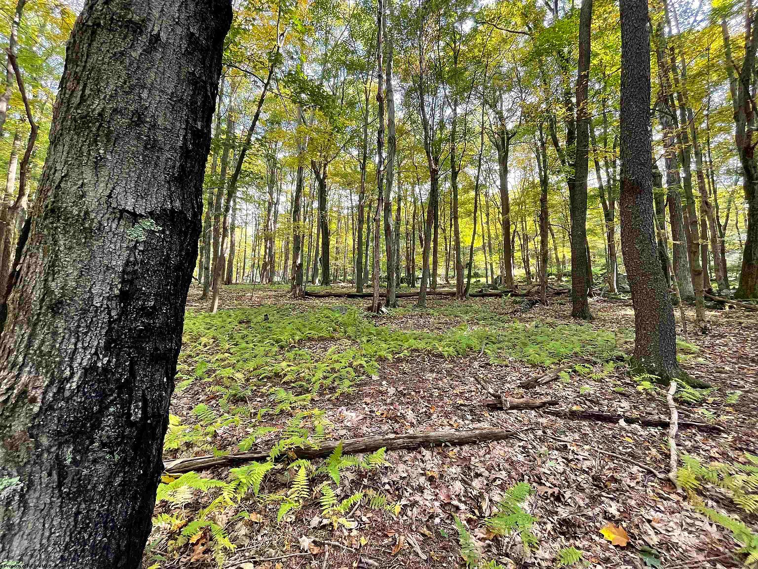 Lots 40 And 41 E Alpine Dr, Terra Alta, WV 26764 Zillow