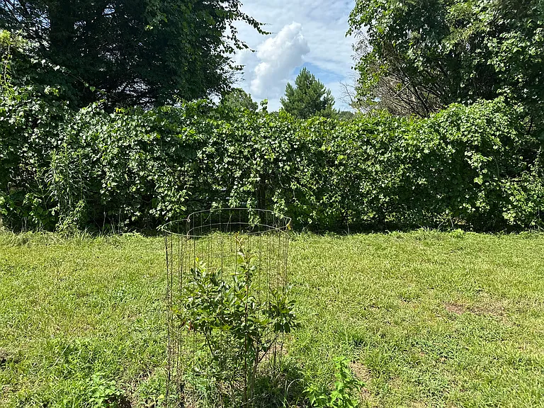 Mature muscadine vine at back yard property fence line. 2 blueberry bushes, a plum tree, pear tree, peach tree and several blackberry bushes are also within the back yard area.