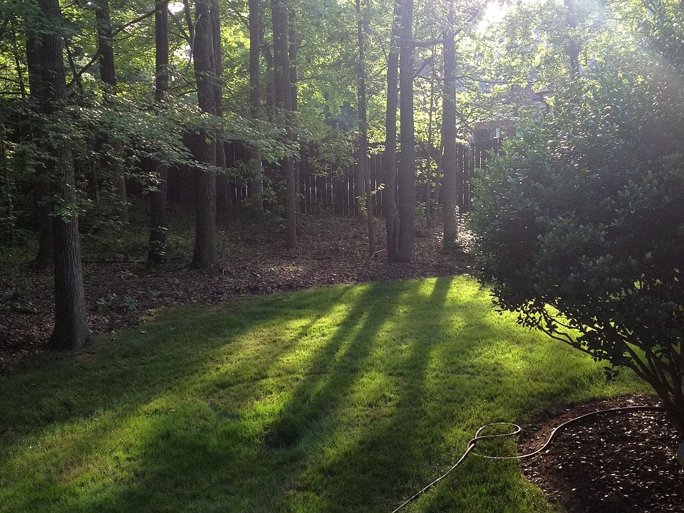 Partial view of wooded backyard 