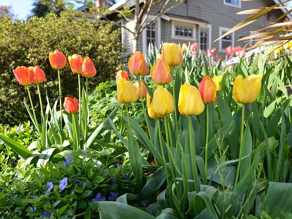 Tulips!