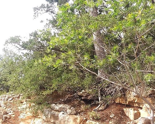 2nd image of 825 RUTHERFORD LOT 175