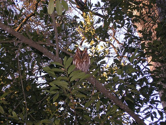Wildlife