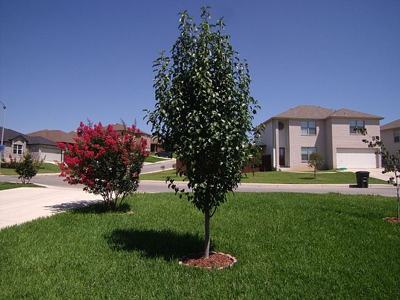Front Yard
