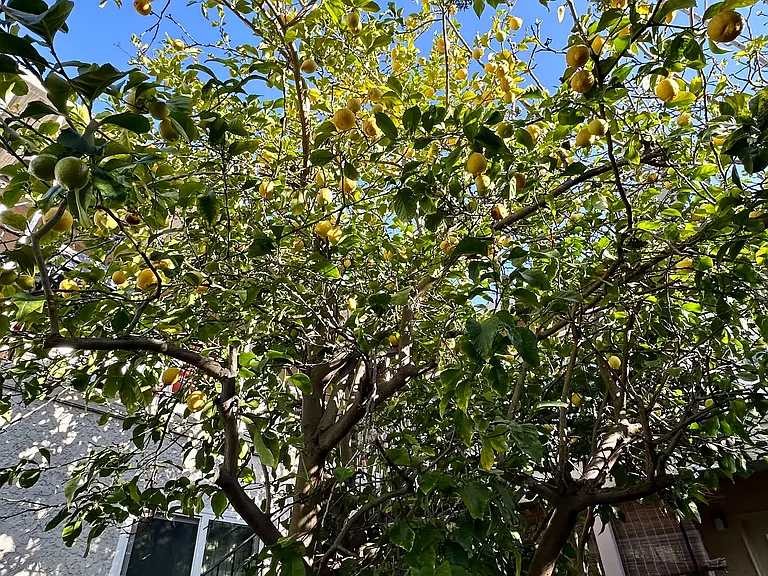 Hybrid lemon/lime tree on property