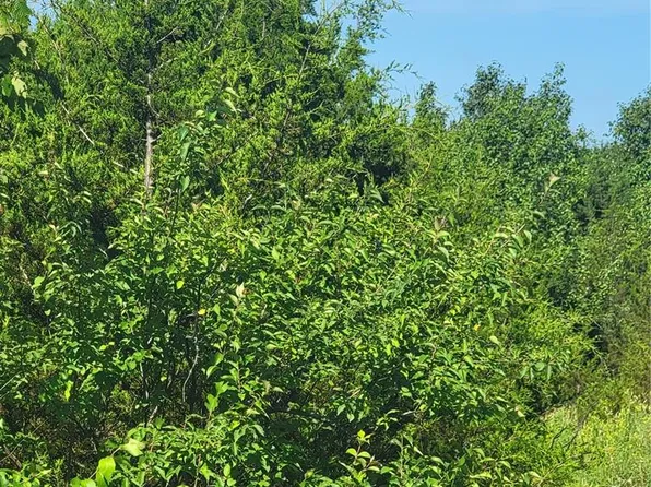 5086 Fox Creek Rd, Pacific, MO 63069