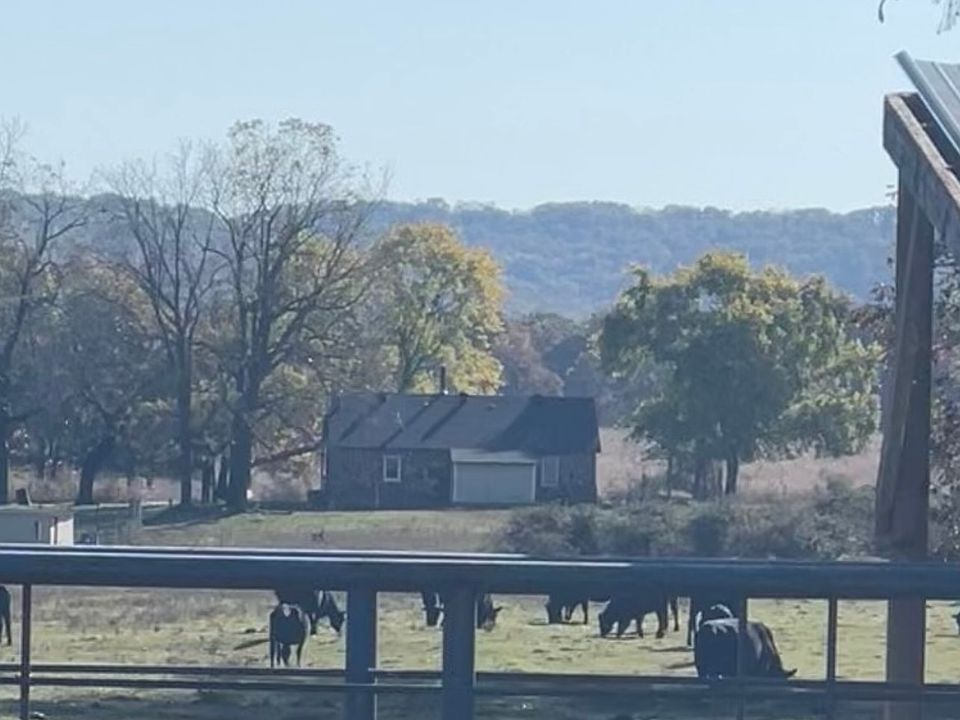 Views of cows and trees