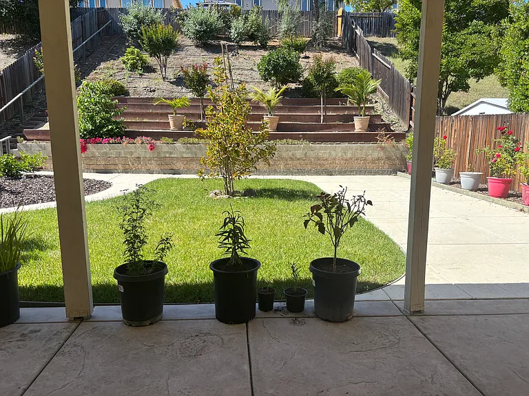 Back yard few
