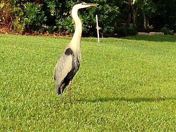 Great Egret - Beautiful