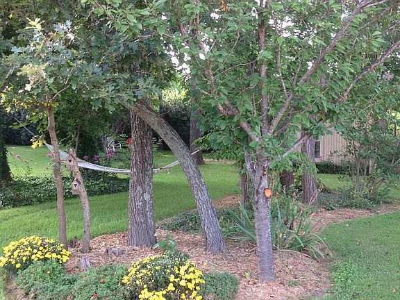 Back yard