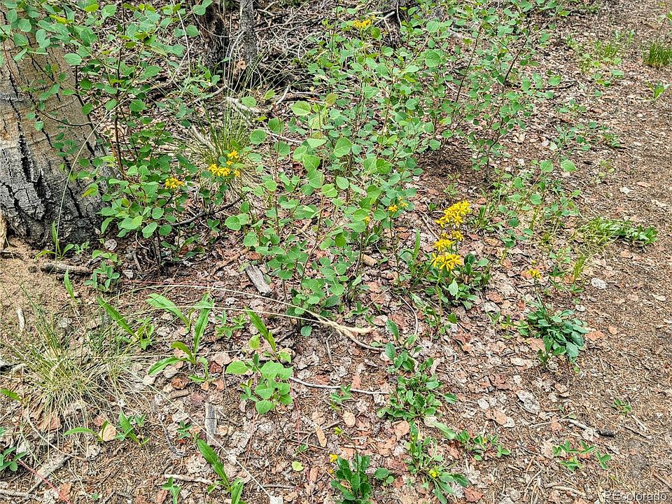 19th image of 8.5 Acres Phillips Road