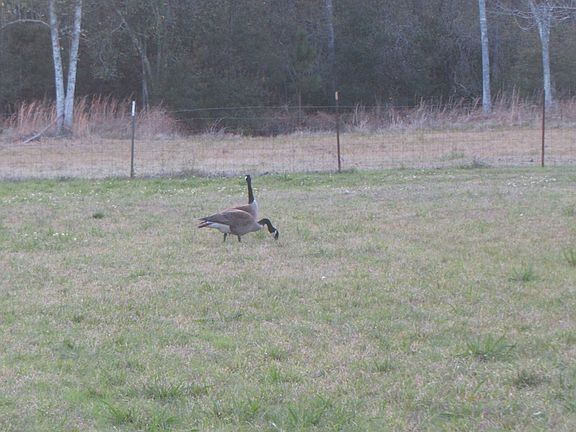 2nd image of 45 Foxtrail Rd