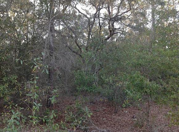 2nd image of 9022 N Bay Tree Pl
