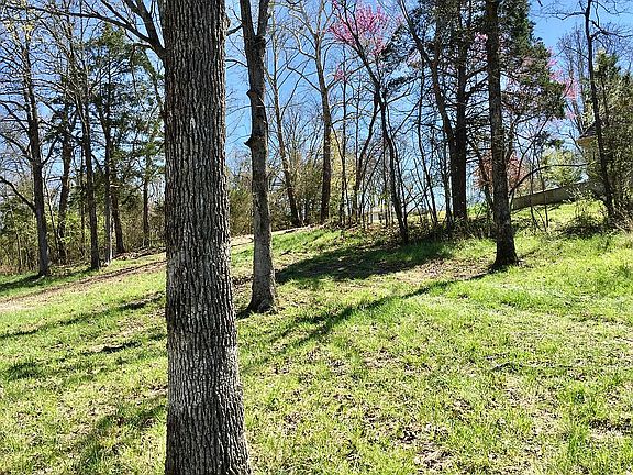 Blooming Red Bud Trees